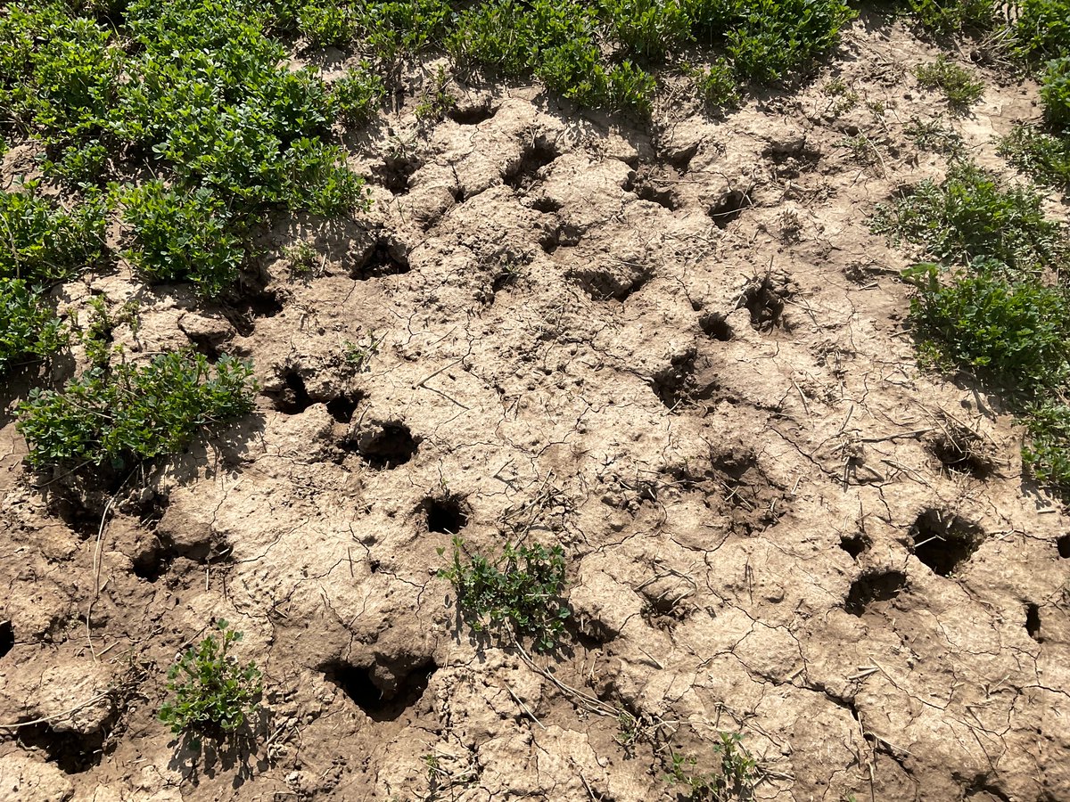 Pioneer Troy tweet media