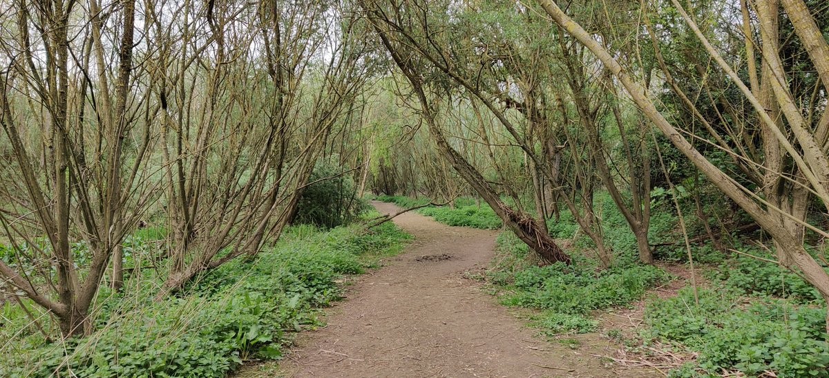 MeaninginNature's tweet photo. Discovered a #run through the #woods along the #riversevern - good for #mindfulrunning in #nature.

#trailrunning #running #mindfullness #Worcester #severnway #calm #natureconnection #worcestershire https://t.co/Oj73yqusYj