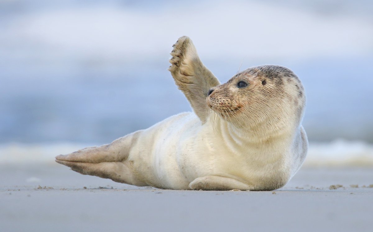 Goed nieuws! De zeehondenkijkwand op de zeedijk in Termunten bij de Punt van Reide staat weer. Bezoekers kunnen van achter de wand het komend seizoen weer zeehonden bekijken zonder ze te verstoren. Grootste kans: eind mei t/m augustus 👉Meer informatie: groningerlandschap.nl/natuur/bijzond…