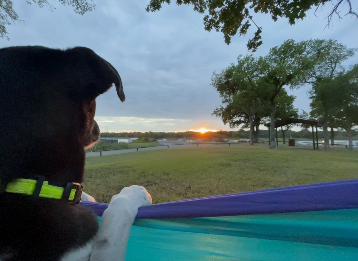 messimilodog's tweet photo. Enjoyed watching the sunset @GrapevineLake. #MessiDog https://t.co/mhkzlYyfUI