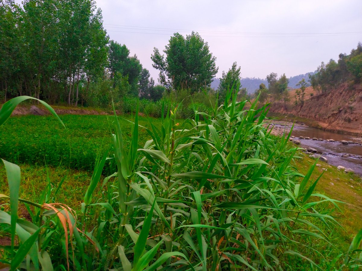 samitanha97's tweet photo. Irrigation of field with canal water https://t.co/t7QUYVi9OS