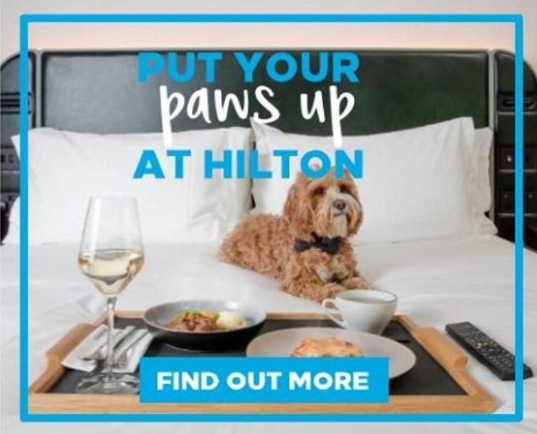 Pets are a part of the family, and at Hilton we believe they deserve a vacation just as much as you do. Besides, isn't travel more fun when your furry friend can join in on the memories? We welcome furry friends at our hotel (terms apply)