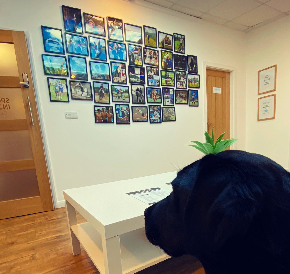 TheParaRiderMD's tweet photo. It’s been so lovely to have some company from Rolo before our physio session at The Sports Injury Clinic this lunchtime 🐕‍🦺💪🏼🤩

#TeamMatt #EquestrianArenasLtd #Labrador #Derby #TheSportsInjuryClinicDerby #DarwinDogs #Physio #ThursdayLunchtime

@DarwinDogsCIC https://t.co/Qsun9LTsh6