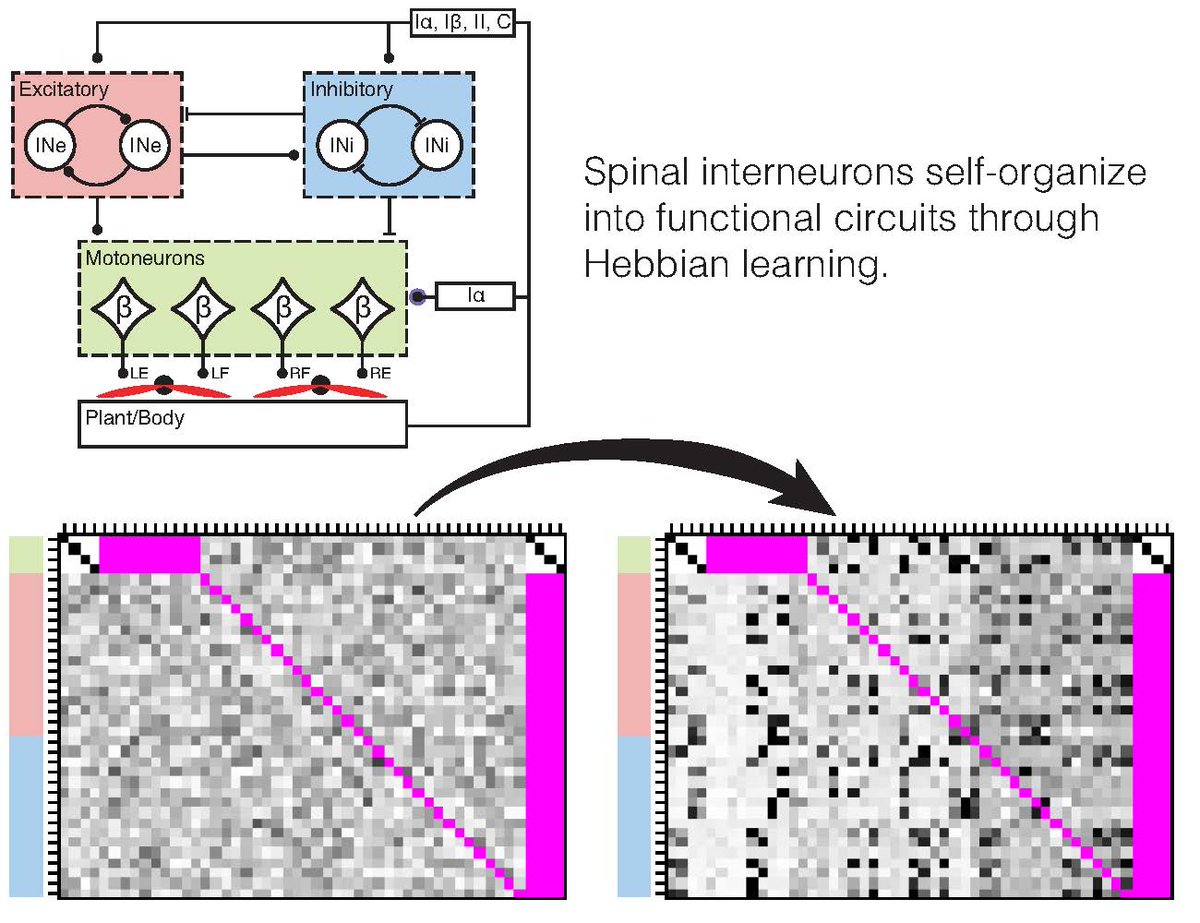 JNeurophysiol's tweet image. #ArticlesinPress -"A Model for Self-Organization of Sensorimotor Function: Spinal Interneuronal Integration"
Jonas M.D. Enander, Gerald E. Loeb, and Henrik Jorntell
#Interneurons #Nonspiking #Neuroscience
@lunduniversity @USC @jonasenander
ow.ly/h4lK50ITJlA