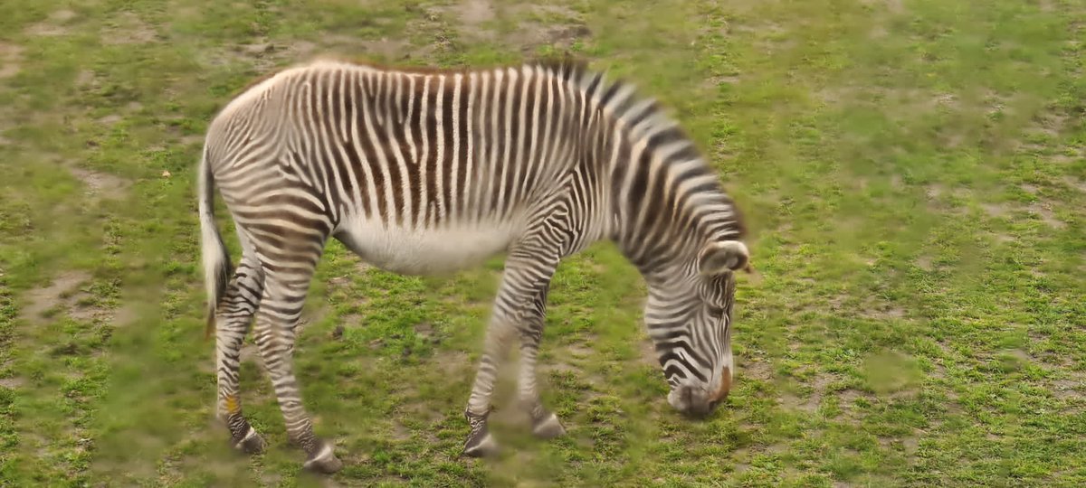 DIASENDteach's tweet image. What an amazing tour! #year1 #schooltrip @DevonshireInf