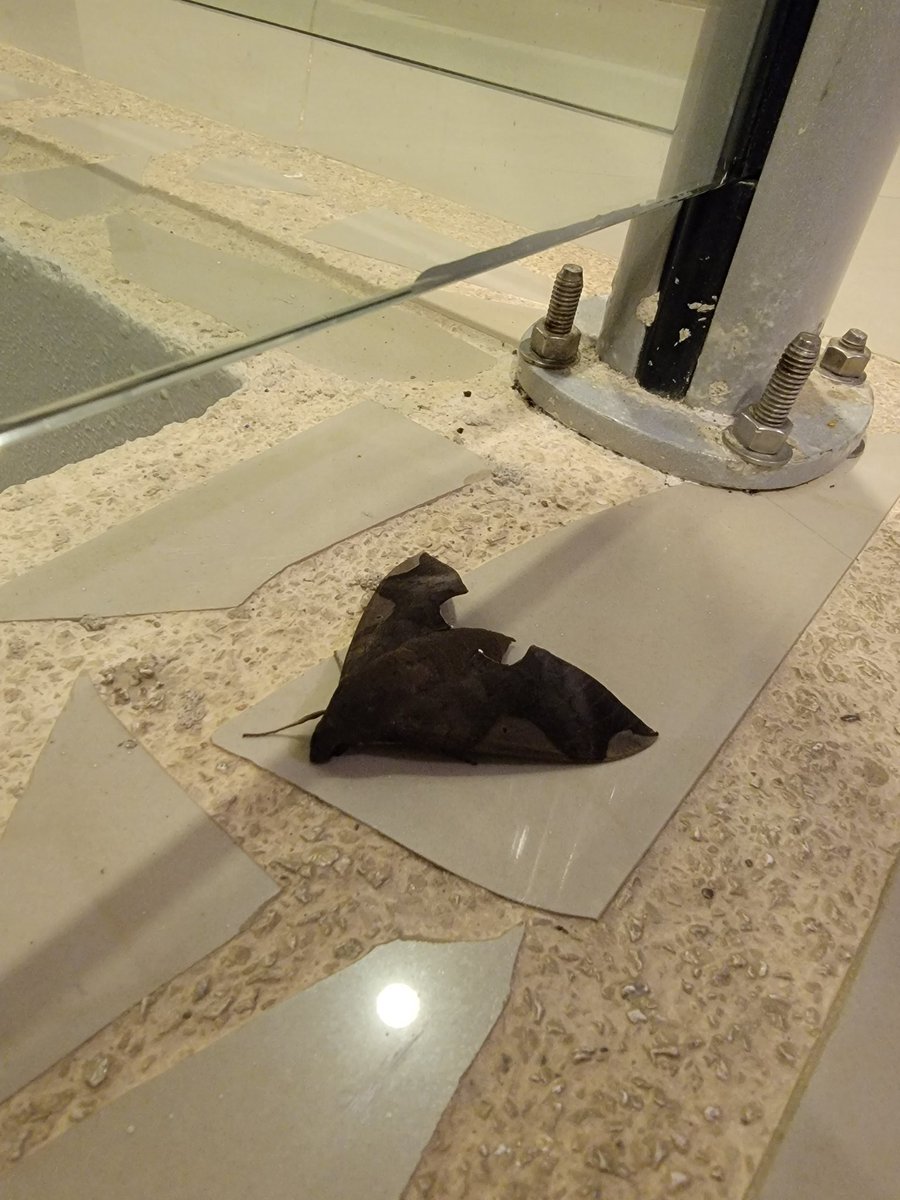 Molgulid Maestro tweet media