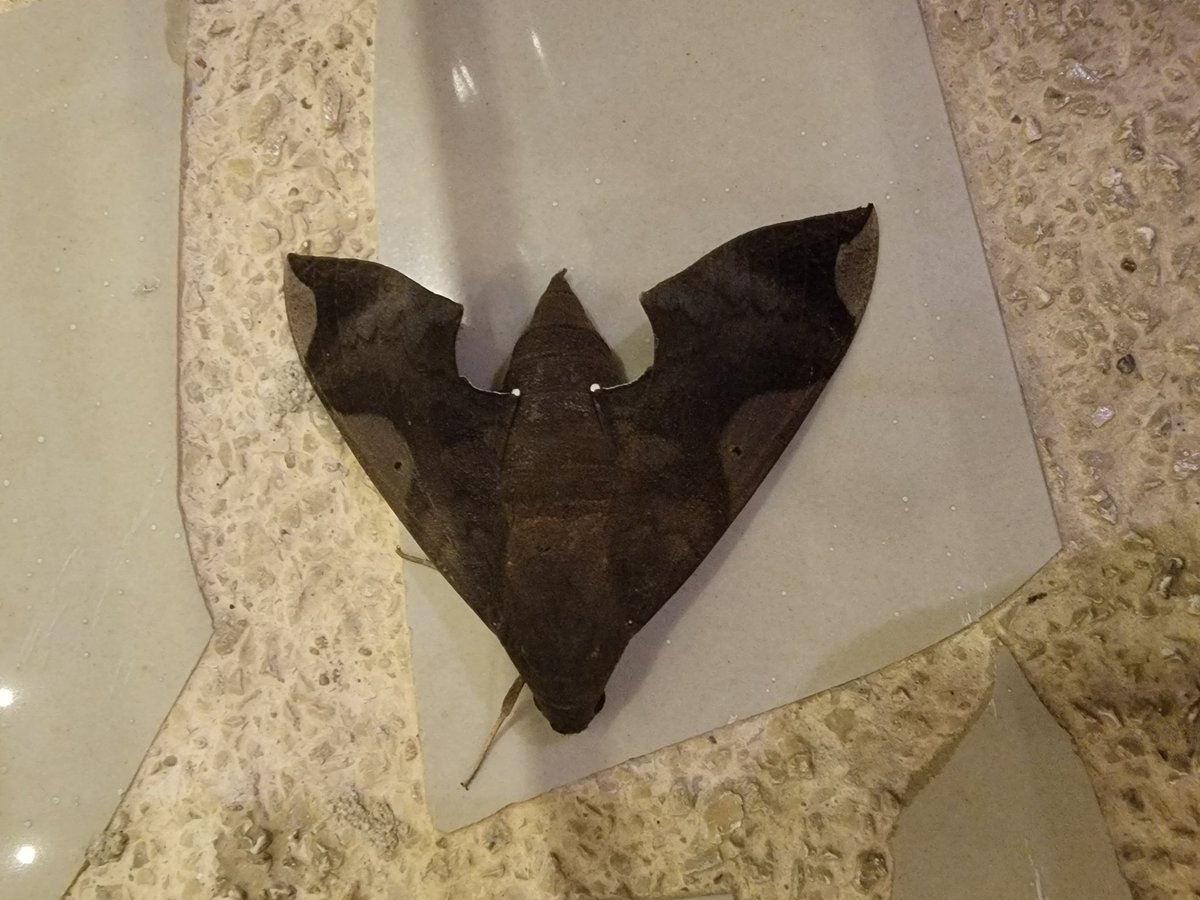 Molgulid Maestro tweet media