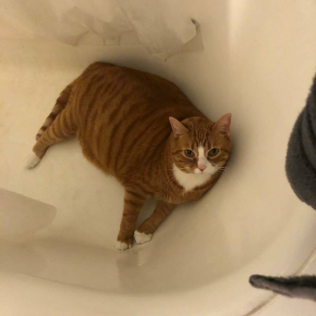 drparrsays's tweet photo. Kelly Cat had a rough night last night. He went overboard munching on a plant, spent most of the night puking (in every room upstairs), and woke up in the bathtub. It’s like he’s on spring break!#kellycat https://t.co/DQQdkw5MAX https://t.co/oamHiciXC9