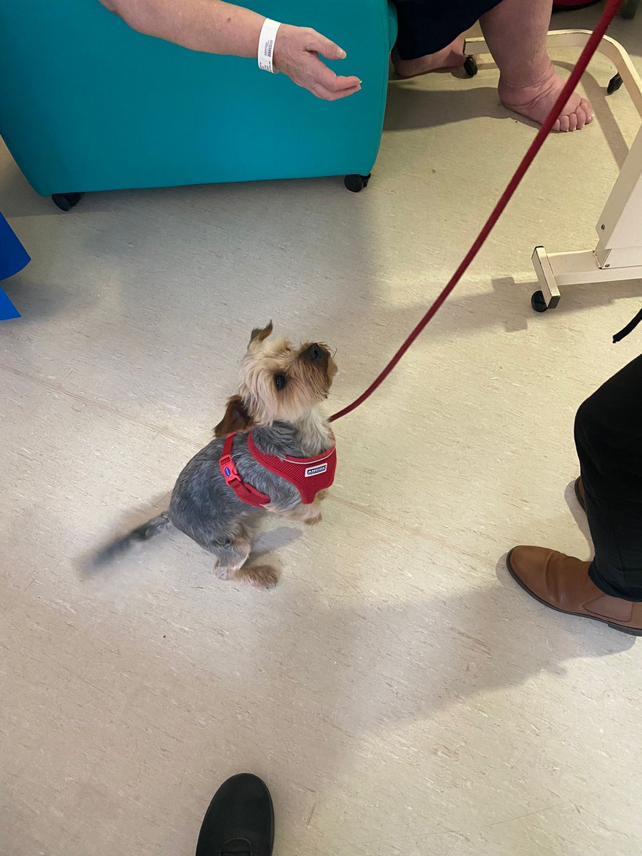 Acute Frailty Unit (@d4_shh) on Twitter photo Charlie the wonderful therapy dog came to visit today! Huge smiles all round! #AFU #pettherapy <a href="/StockportNHS/">Stockport NHS FT</a> <a href="/Michellepennin/">Michelle ๐</a> <a href="/AdeleFowden/">Adele Fowden</a> <a href="/Amyalexandra29/">Amy Griffiths</a> <a href="/traceywainright/">tracey wainwright</a> ๐ถ๐ฆฎ๐ (consent gained for pictures) Charlie the wonderful therapy dog came to visit today! Huge smiles all round! #AFU #pettherapy <a href="/StockportNHS/">Stockport NHS FT</a> <a href="/Michellepennin/">Michelle ๐</a> <a href="/AdeleFowden/">Adele Fowden</a> <a href="/Amyalexandra29/">Amy Griffiths</a> <a href="/traceywainright/">tracey wainwright</a> ๐ถ๐ฆฎ๐ (consent gained for pictures)