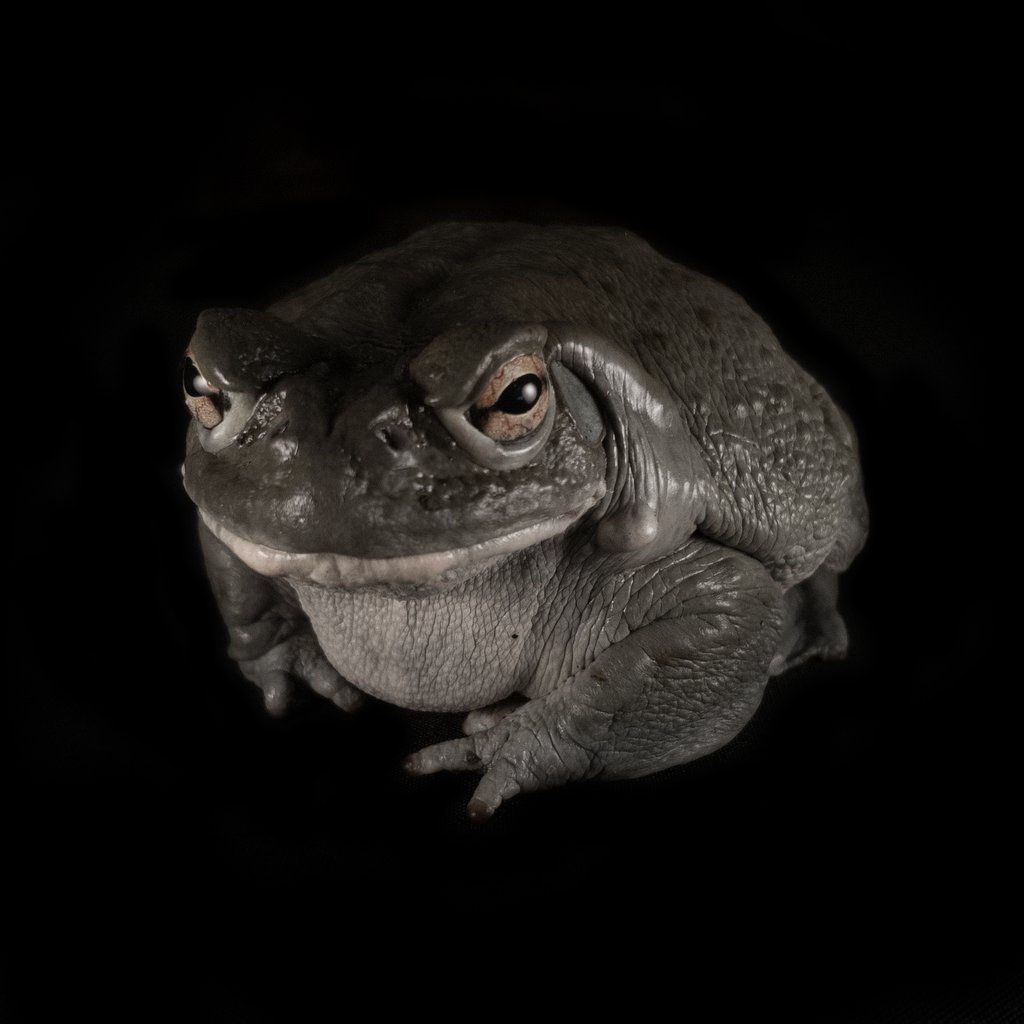 amphibianfound's tweet photo. Testy Toad Thursday! This Colorado River Toad (Incilius alvarius) may look less than enthusiastic, but it certainly brought a smile to our faces!
#ColoradoRiverToad #RiverToad #Incilius #Inciliusalvarius #Toad #Toads #Amphibians #Amphibia https://t.co/Eld8Ua1Pdt