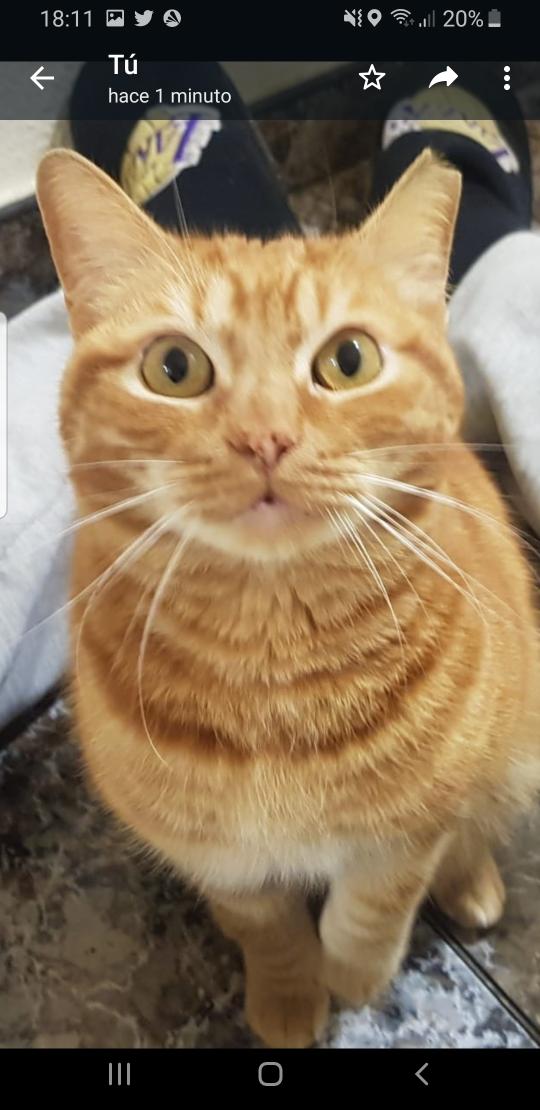 LBhakii's tweet photo. Buenas hace unas semanas este gato empezo a seguirme por la calle hasta mi casa, es macho y tiene una mueca en la oreja . Lo estoy cuidando en casa pero ahora mismo estoy en paro y no se cuanto tiempo me podre hacer cargo de el. Soy de elche si a alguien se le ha escapado o quier https://t.co/7CBghe2YUJ