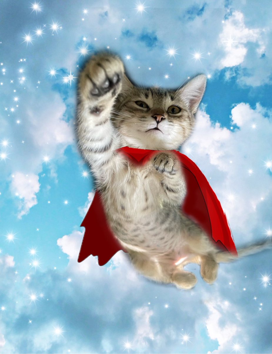#PhotoChallenge2022April 
Day 28: if I were a super hero, I would be… 
Super Sunny!! I would fly through the air with the greatest of ease and conjure up treats whenever I please. And use them to feed all those in need! #NationalSuperheroDay  #CatsOfTwitter
