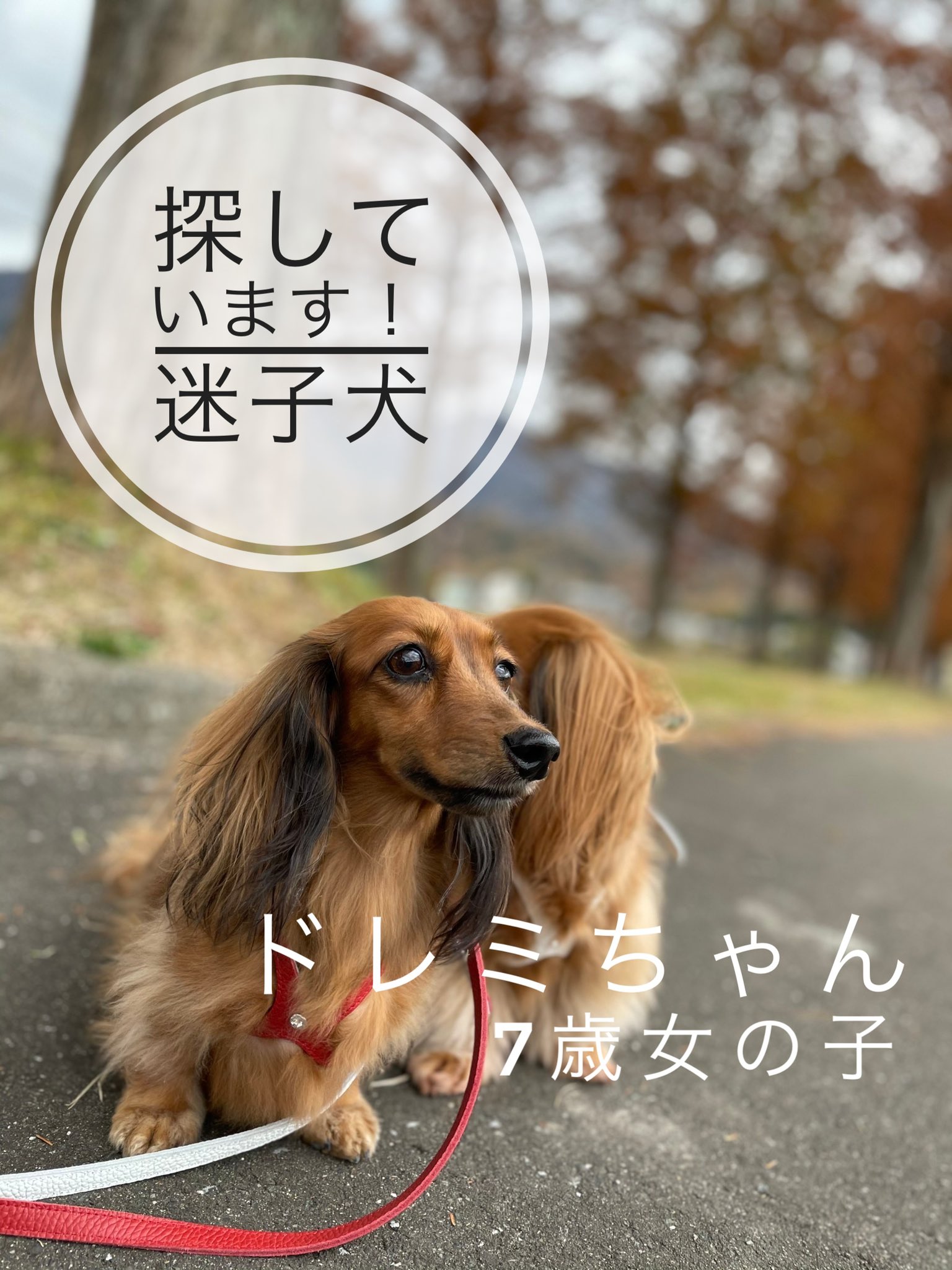 名古屋フリーペーパー ポトス Potoske Twitter