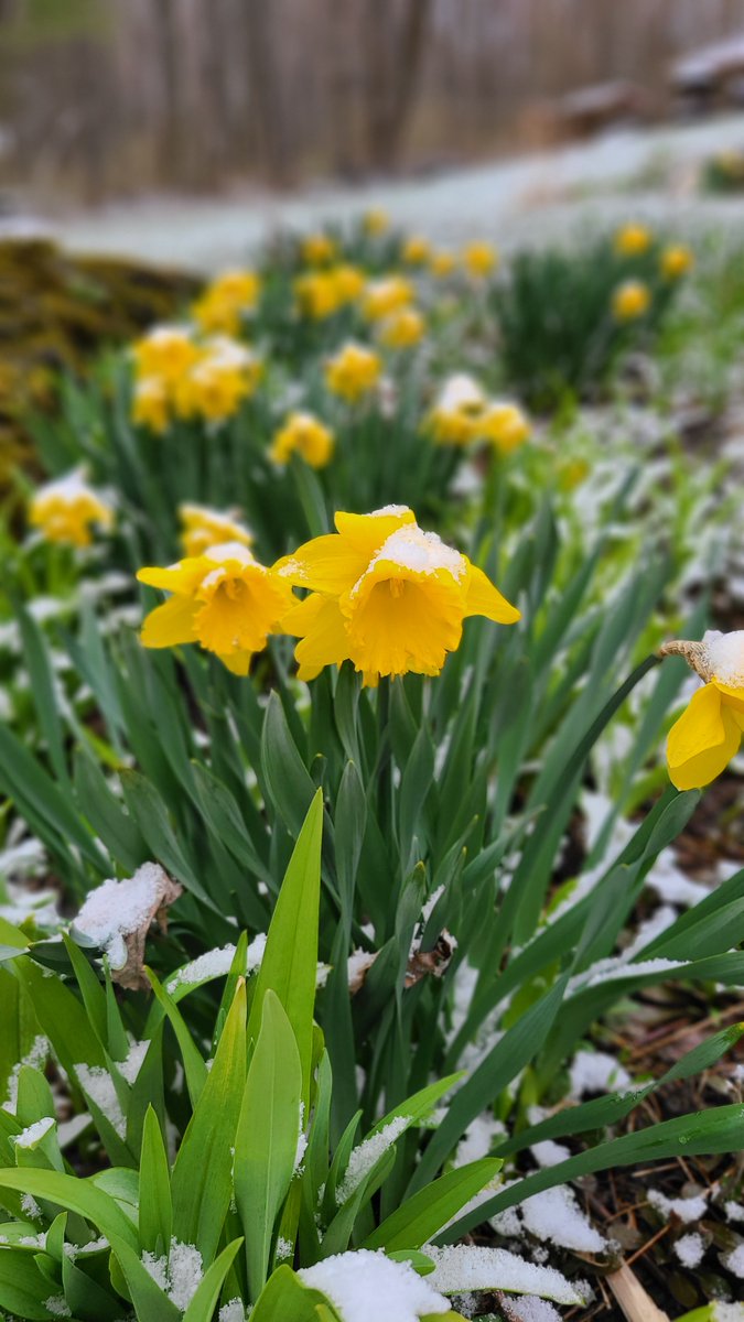 davidgoodmanvt's tweet image. "Dude, I thought you said it was safe to open up now."
"Sorry. That was a metaphor." #springhasnotsprung #endlesswinter #daffodils🌼