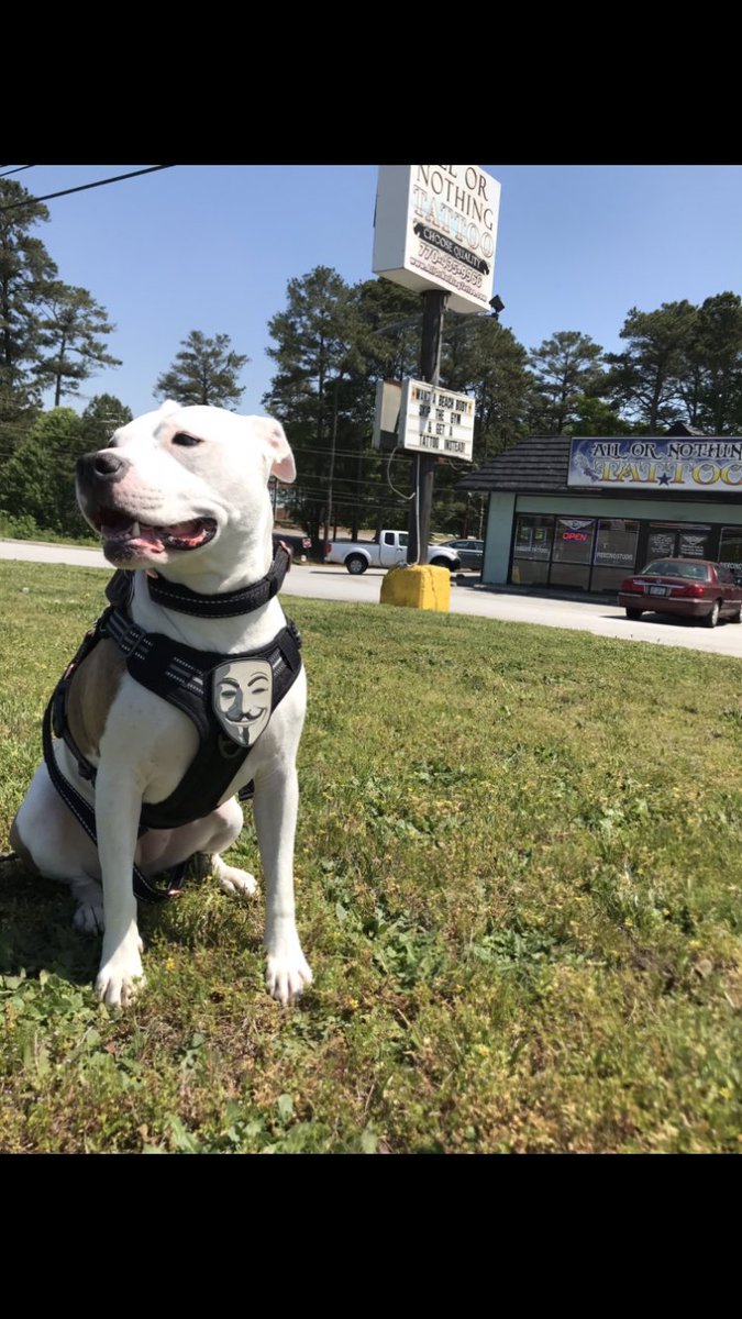 New Queen of the #AllOrNothingRanch adopted #PitBull newly named “Annie Love Machine Bond”. @AtlPitRescue Certified Fur Missile and now property of @BrandonBond and @brynn_bond Pic in front of @AONTATTOO @aonmerch