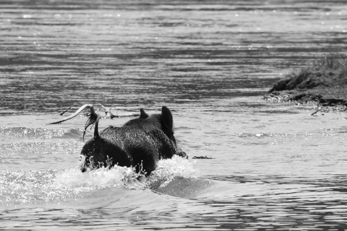 Disfruta de un paquete de seis jabalíes en Argentina. 🇦🇷
En el paraíso de Río Negro. 

El paquete incluye la caza de 6 jabalíes sin limite de puntos durante 5 días, pudiendo adicion...

bit.ly/3y2ggIu