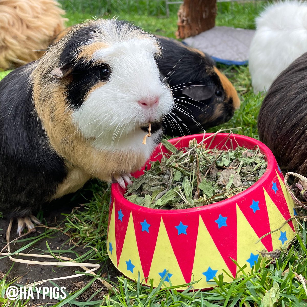 HayPigs!® tweet media