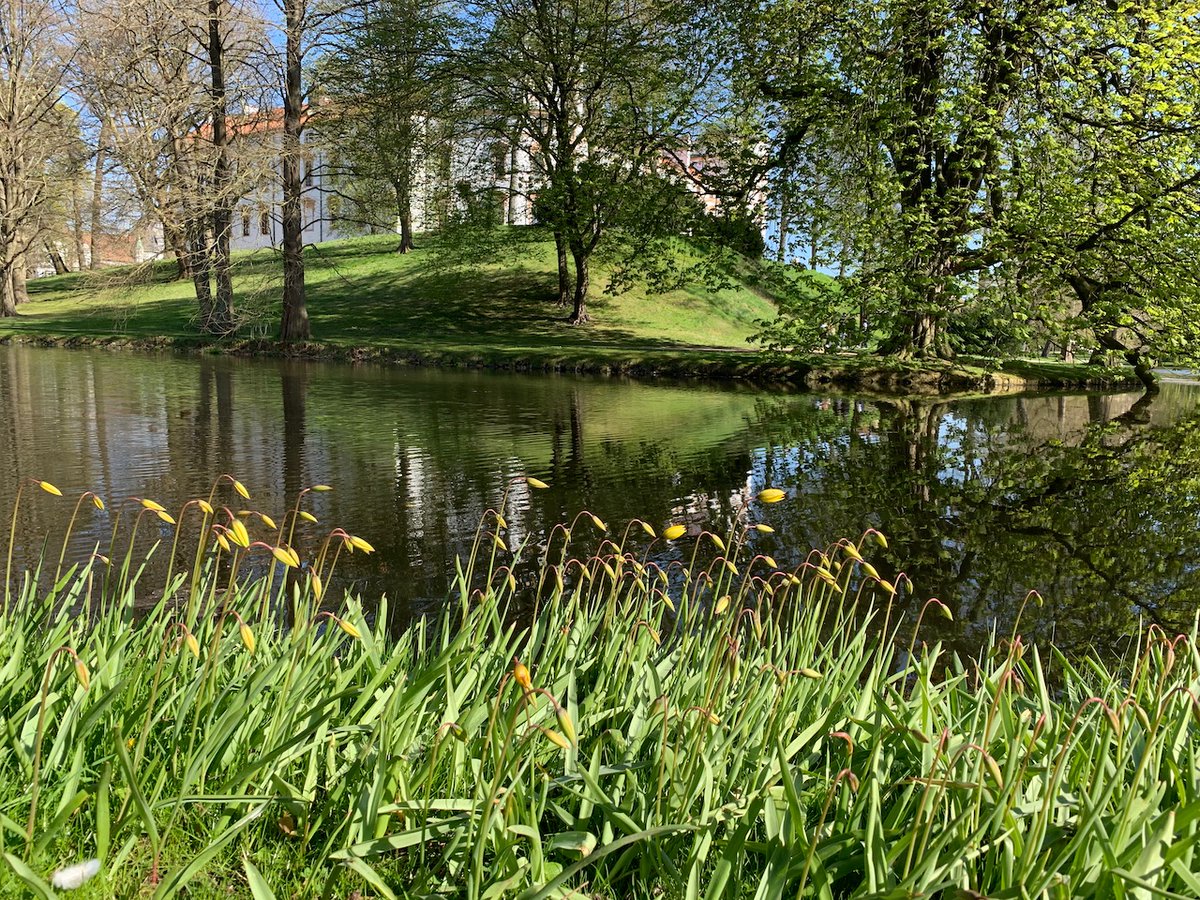 MonumentStiens's tweet photo. De ‘Keningin fan de Stinzeblomkes’: verschillende namen, verschillende biotopen. Stinze-Stiens op verkenning in Celle (D): vermoedelijk de oudste vindplek van de Bostulp in NW-Europa, waar de ‘Keningin’ afdaalde naar de oevers van de rivier. https://t.co/61kCep5CDj jrg.2 nr.5. https://t.co/itrRitXzzZ