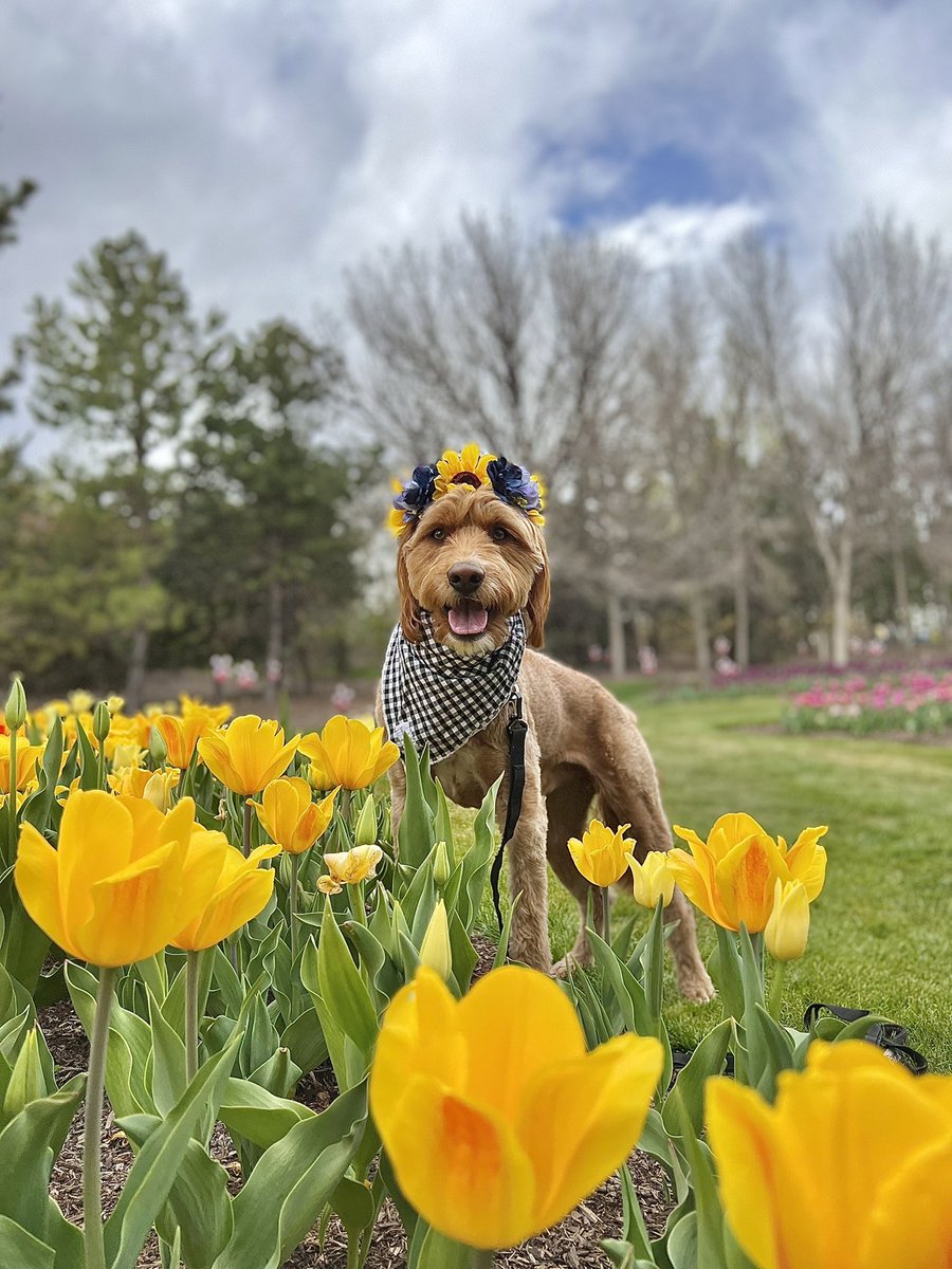 how do flowers kiss? 
They put their tulips together 🤪🌷 
#SUGA #ThatThat #thursdayvibes #dogsoftwitter #dogtwittercommunity
