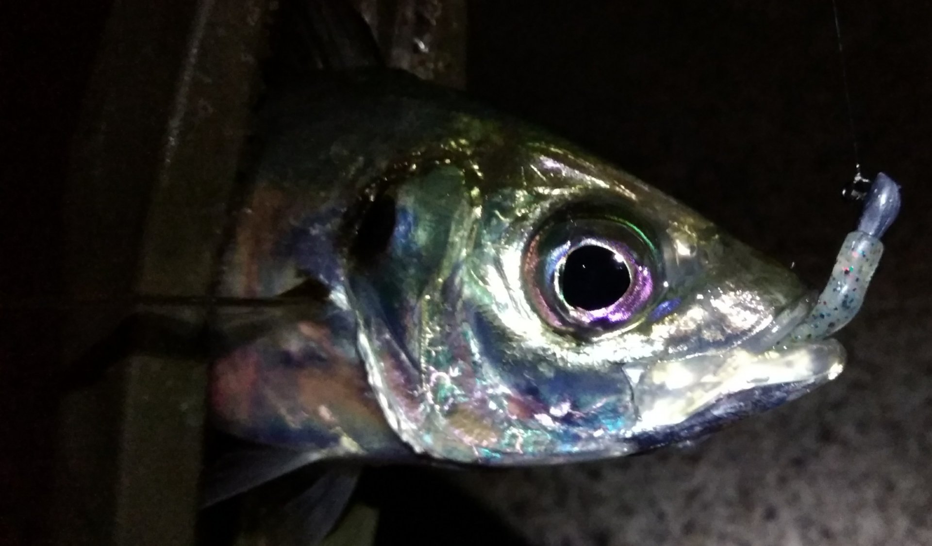 がんばろう糸魚川 Twitter Search Twitter