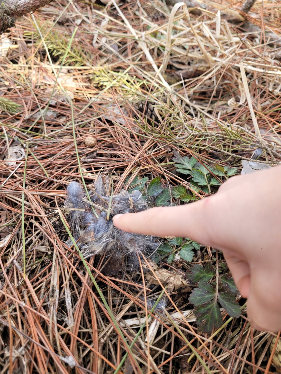 JenKoziolek's tweet photo. #K2Cuties @StemMcKinley explored animal tracks at Oxbow Park and found some amazing signs of animal life on our nature walk (food scraps, fur, and bones)! We even saw some 💩 but learned that scientists call it scat. Fun day with fun kids!
#McKinleyStrong #OwatonnaProud https://t.co/ChQjgPOHh1