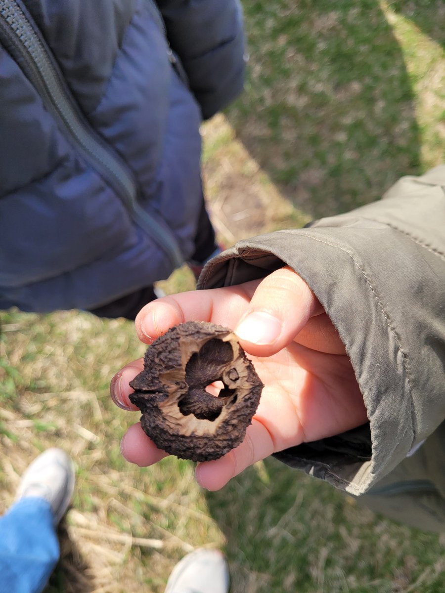 JenKoziolek's tweet photo. #K2Cuties @StemMcKinley explored animal tracks at Oxbow Park and found some amazing signs of animal life on our nature walk (food scraps, fur, and bones)! We even saw some 💩 but learned that scientists call it scat. Fun day with fun kids!
#McKinleyStrong #OwatonnaProud https://t.co/ChQjgPOHh1