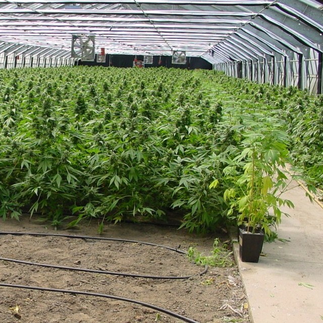 A crop of MNS Devil clone came up well as a wonderful heavy fragrant greenhouse strain. Was not really sure how it would work early on in the year while the veg stage was still a bit cold, but it actually kept the plants at a really manageable height and biomass to process. …