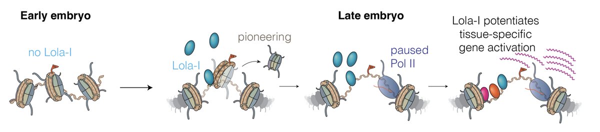 ZeitlingerLab's tweet photo. Promoters are thought to be always accessible and not subject to developmental regulation. Here we show that Lola-I is a pioneer factor that opens promoters at the end of Drosophila embryogenesis. This regulatory step at promoters is critical for development to proceed. (1/4) https://t.co/zM5AlpA5mZ