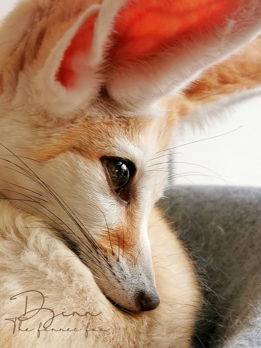 fennecfox