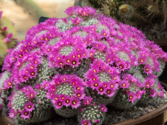 Discover how to grow cacti in 5 easy steps!  theenglishgarden.co.uk/plants/cacti-h…

#garden #gardening
