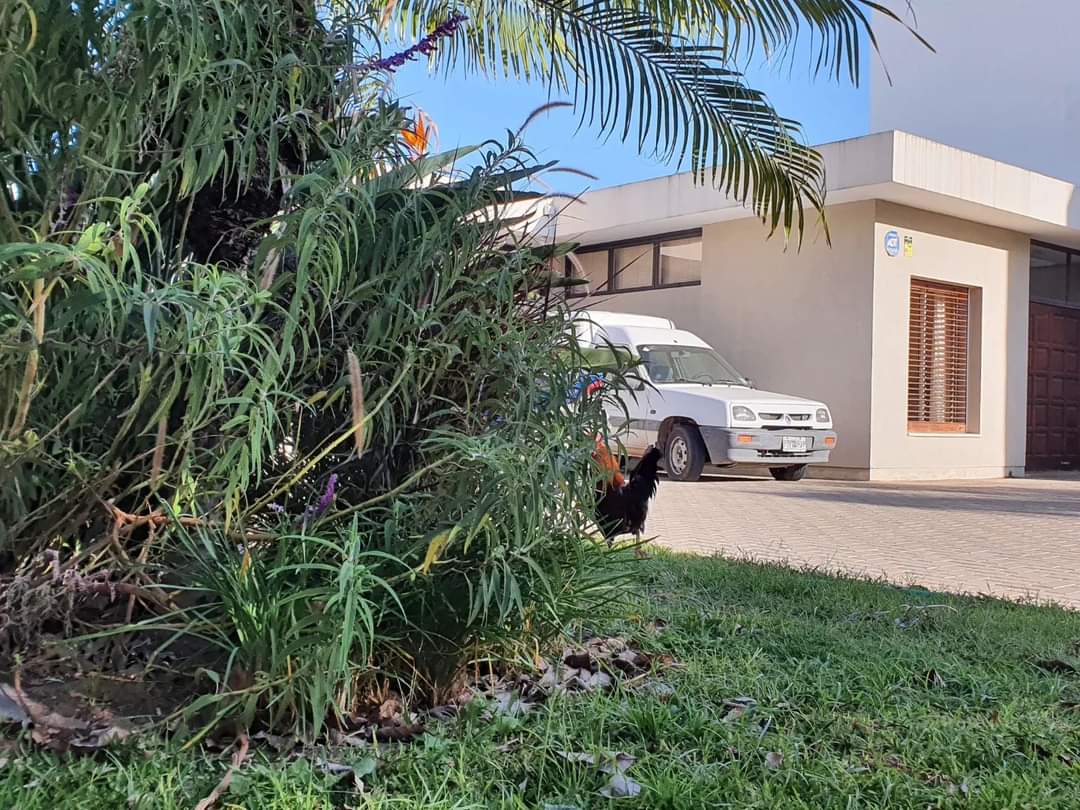 elarroyitense's tweet photo. #momentos Arroyito - Hace unas semanas apareció de la nada en el jardin de la parroquia un gallo.
El mismo anda circulando por todos lados dentro del territorio eclesiástico. 
Si sabes de quien es llama al 3576450450. https://t.co/ADkJiZTEy3
