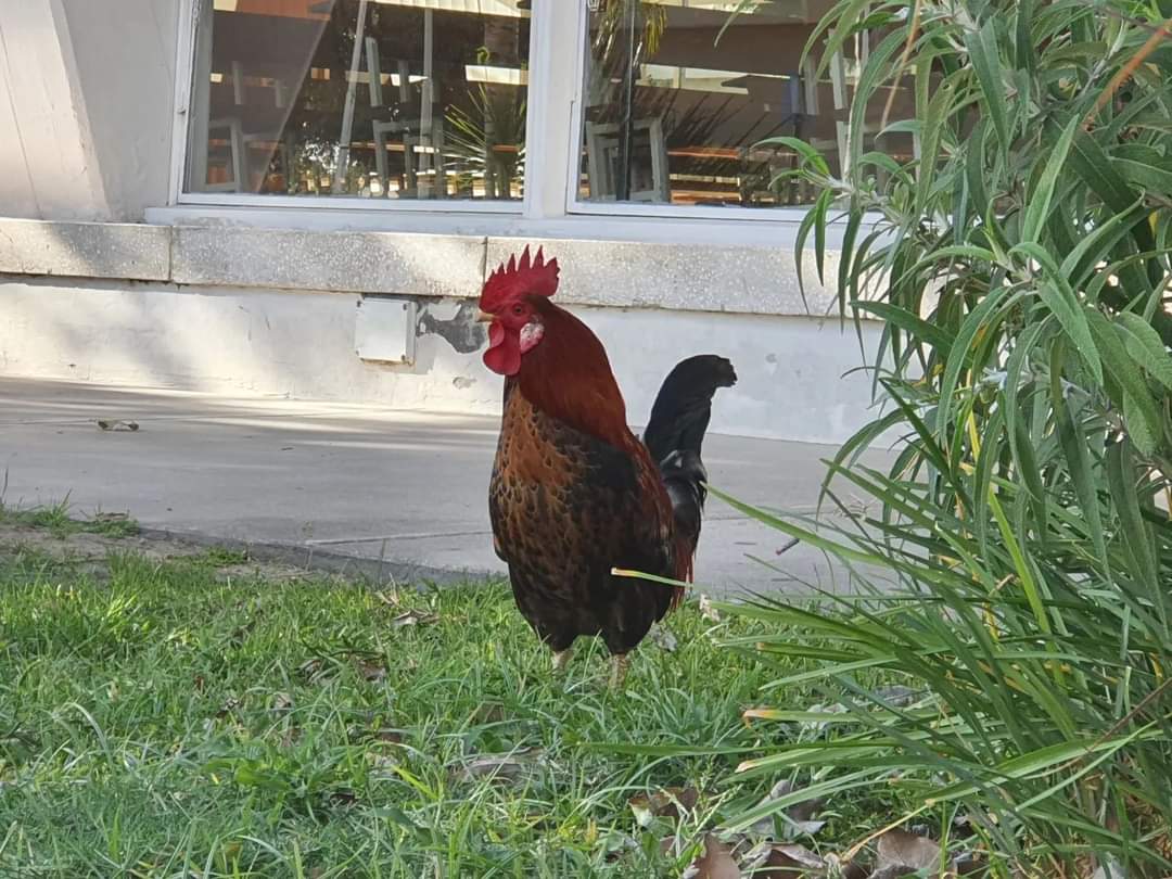 elarroyitense's tweet photo. #momentos Arroyito - Hace unas semanas apareció de la nada en el jardin de la parroquia un gallo.
El mismo anda circulando por todos lados dentro del territorio eclesiástico. 
Si sabes de quien es llama al 3576450450. https://t.co/ADkJiZTEy3