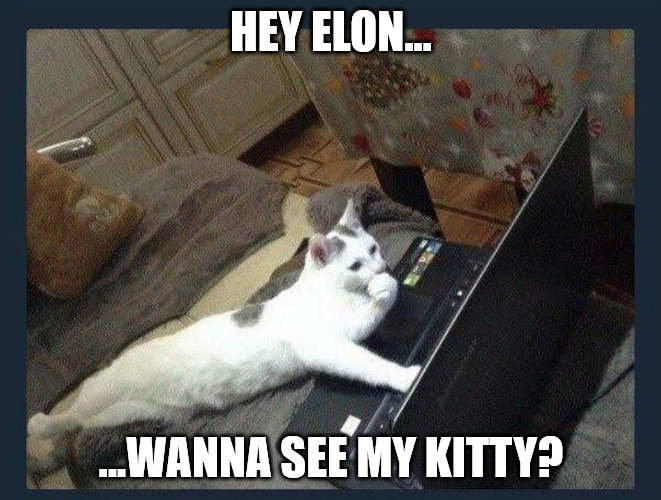 <a href="/elonmusk/">Elon Musk</a> I promise I'm a real kitty cat.  Can I get my blue checkmark, please?