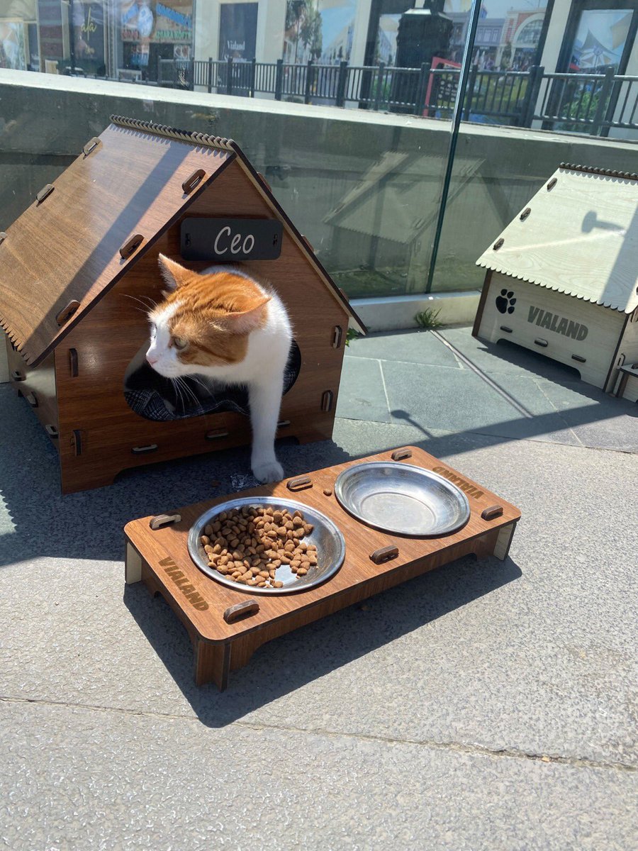 Vialand'de kediye ceoluk vermisler, patine taş degmesin yigidim