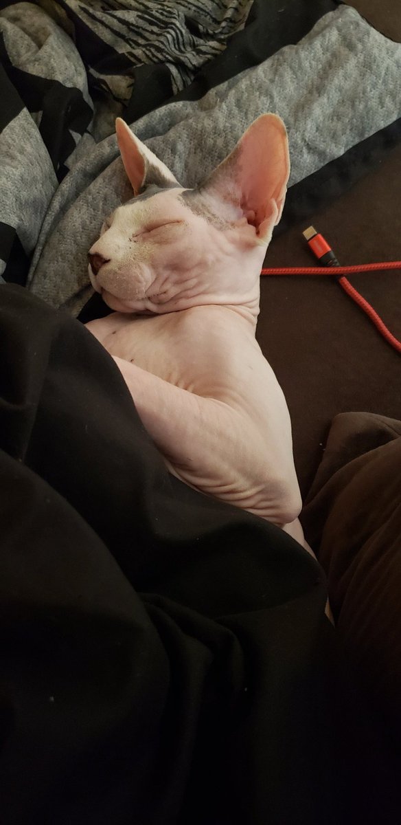StacieJane32's tweet photo. #rescueismyfavouritebreed #Sphynx #CatsOfTwitter #bernard #rescuecat #sleepykitty How could anyone abuse this adorable baby?? I'm so glad I was the one who got to rescue him and love him! #lovecats https://t.co/nKF92wLsRr