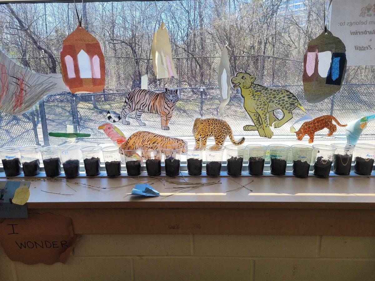 barberinikinder's tweet photo. We planted our bean seeds today. Some real plant life added to our rainforest. #rainforestinquiry #livingandnonlivinginquiry #growinginquiry https://t.co/wQWhS5LOA3