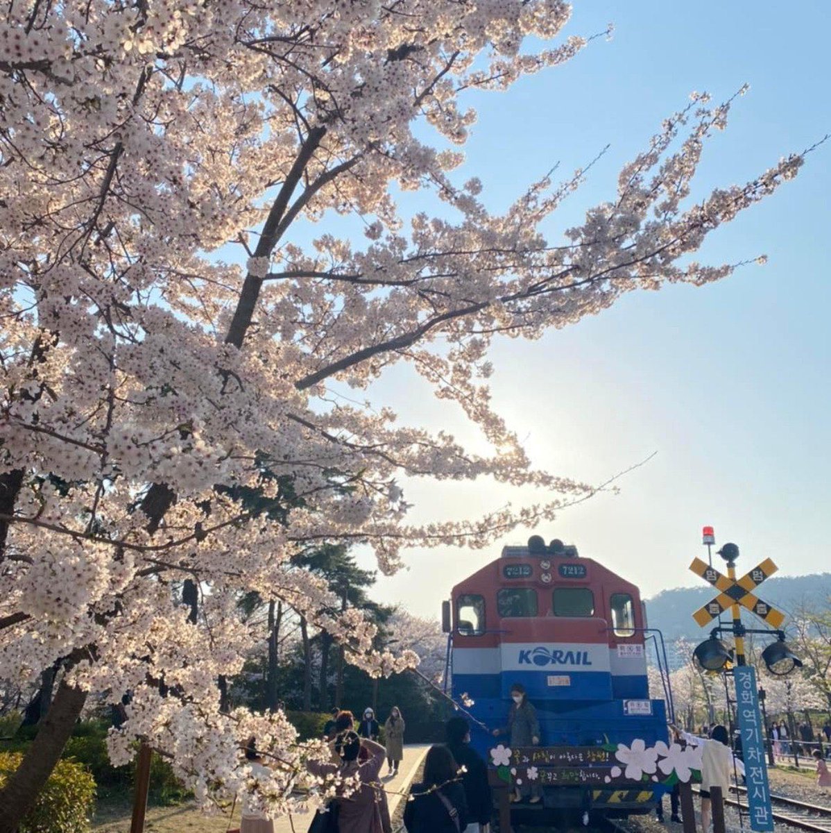Puxiuhui's tweet photo. Miss the cherry blossoms in my hometown🌸 https://t.co/3DJku7zQzT