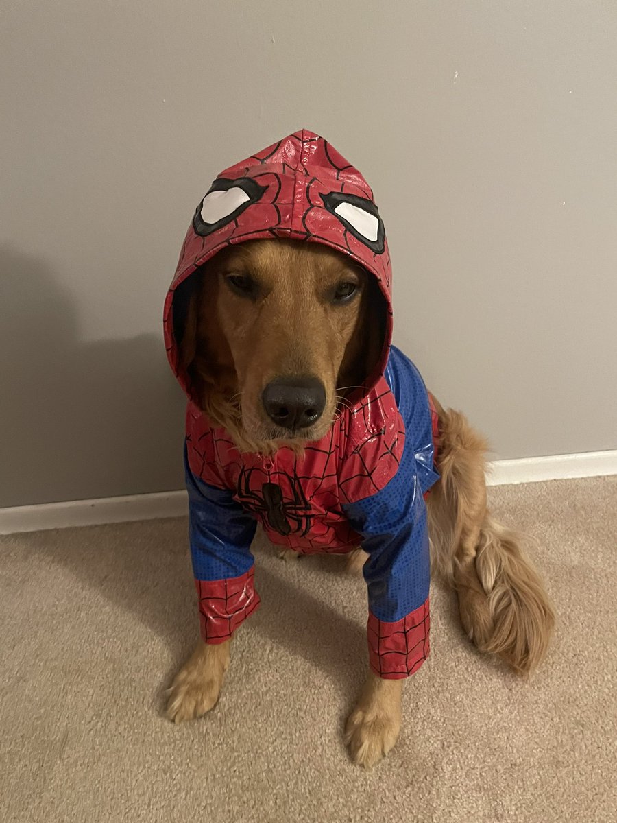 Day 28 (superhero) “Spiderman, Spiderman, does whatever a spider can” I would like to climb and swing on buildings it would be fun. #GoldenRetriever #Dogs #NationalSuperheroDay #PhotoChallenge2022April