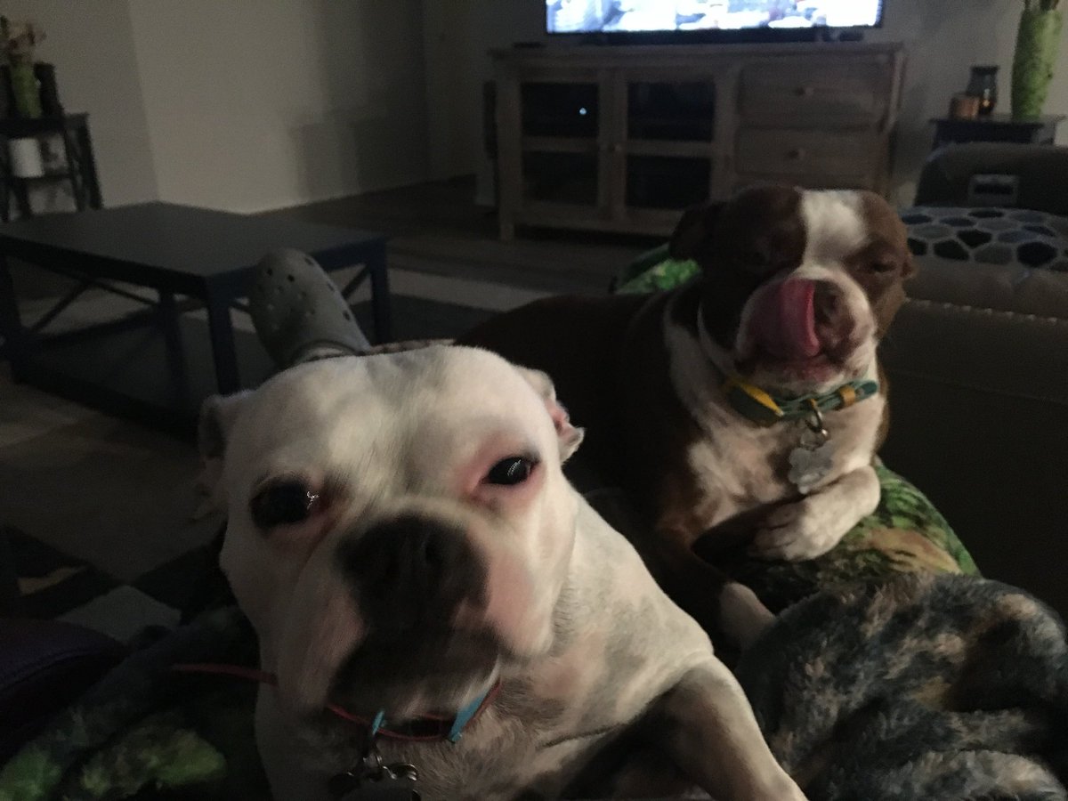 HandrickKevin's tweet image. Happy 4th Birthday to Penny and Piper.