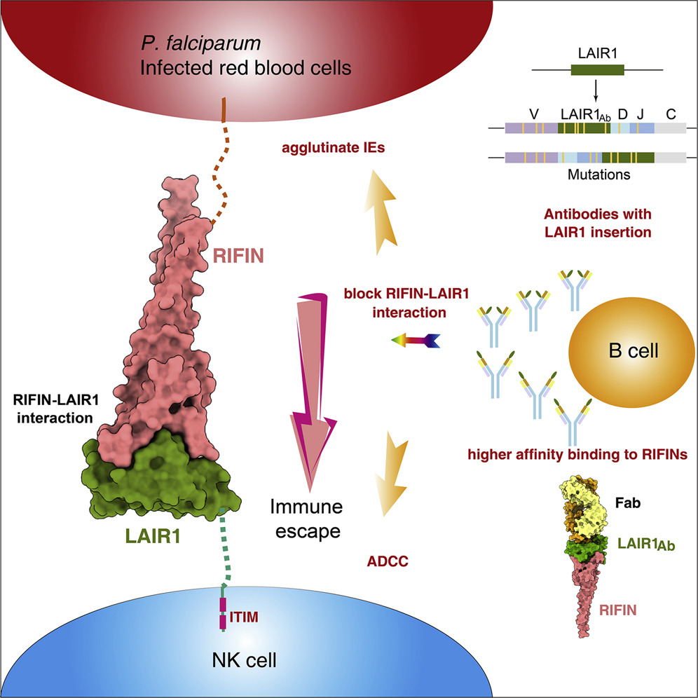 TrendsParasitol's tweet photo. In our #WorldMalariaDay collection with @CellReports & @CellRepMed https://t.co/ZgYf0pICSj:
Structural basis of #malarial parasite #RIFIN-mediated immune escape against #LAIR1
https://t.co/Hq6la7sqyi https://t.co/q4nAOhHmIN