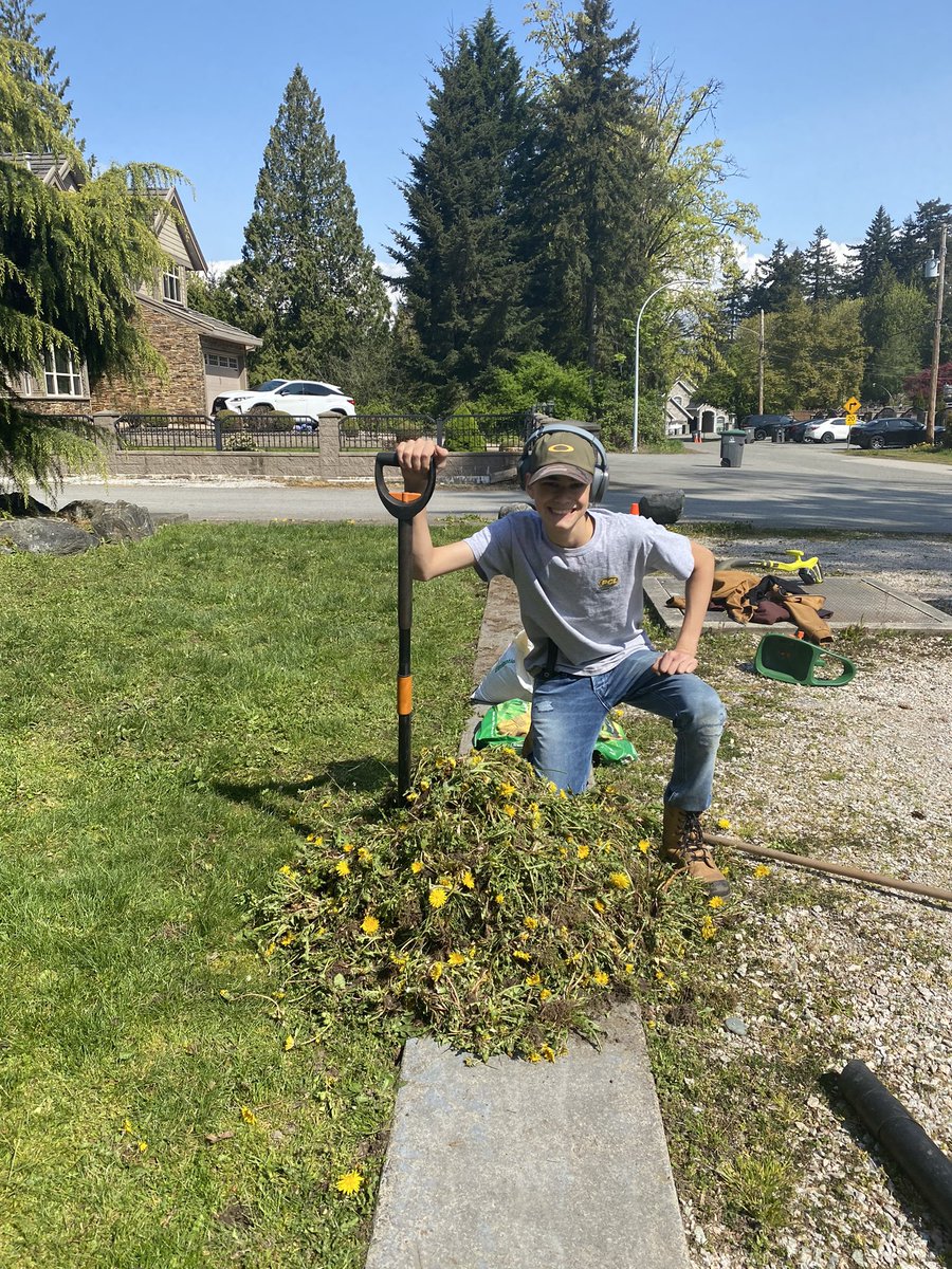 Ian_A_MacDonald's tweet photo. Warning: Many, many dandelions were harmed by #KMac at work this morning. #Back2BackYardAttack #TeamMacDonald #DandelionDestruction https://t.co/h3GraG67FY