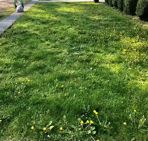 Ian_A_MacDonald's tweet photo. Warning: Many, many dandelions were harmed by #KMac at work this morning. #Back2BackYardAttack #TeamMacDonald #DandelionDestruction https://t.co/h3GraG67FY
