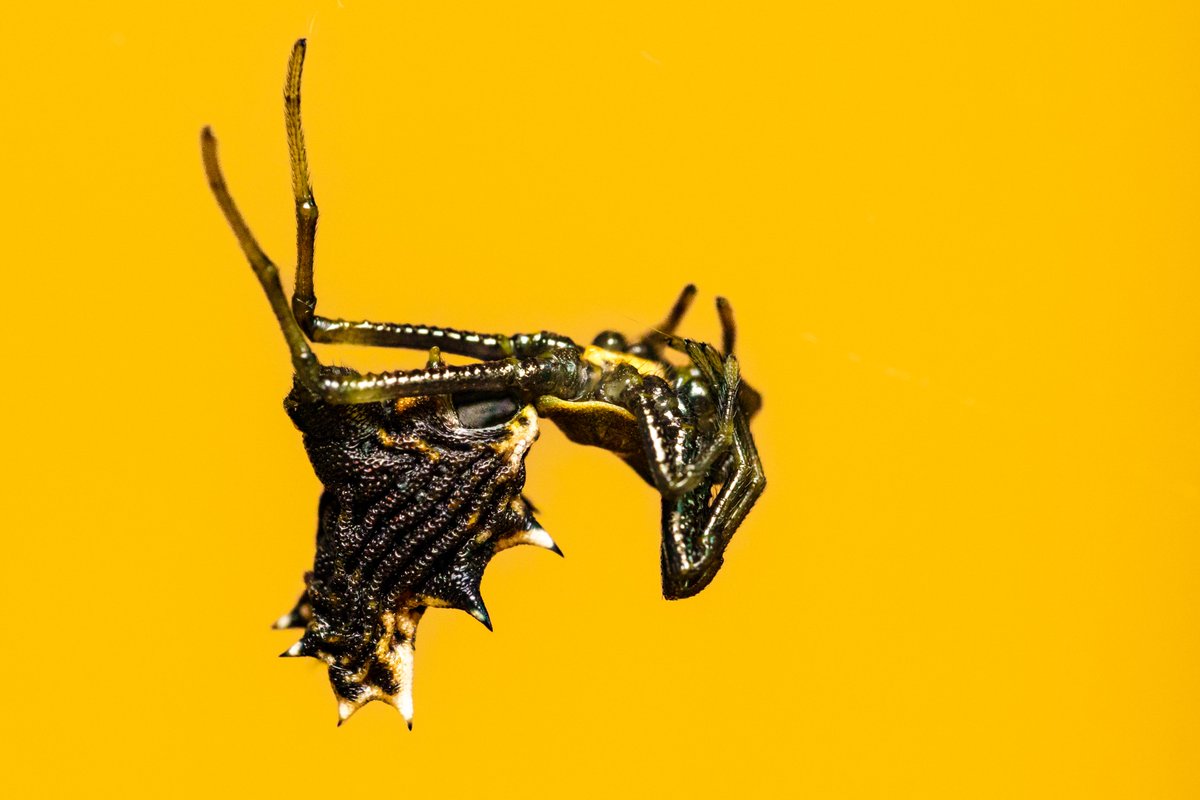 RAMTE1D's tweet photo. If you arent following me over on https://t.co/Eq9lQF27rO then you are missing out. Feel free to hang out when I'm editing photos 

#photography #photographer #macrophotography #TwitchStreamers https://t.co/RsJqDQKYet