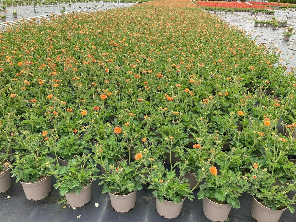 Farplants's tweet photo. Geum Totally Tangerine. Mine are just in bud in the garden and the crop at Walberton look superb. A truly outstanding performer in the garden. With masses of single, tangerine flowers that being sterile just go on flowering through late spring to autumn.… https://t.co/K2czB8Fe3X https://t.co/YpNCgdrCKj