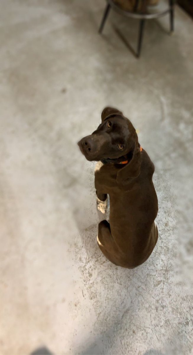 dentwest's tweet photo. I love this spoiled dog of mine. Thanks for being my bestfriend Piper. https://t.co/oMZDKQ6czm
