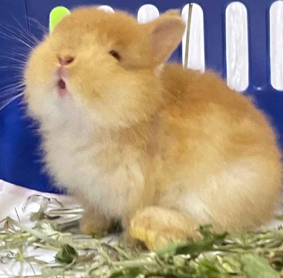 ㅎㅎㅎㅎㅎ귀여워서 혀 깨뭄