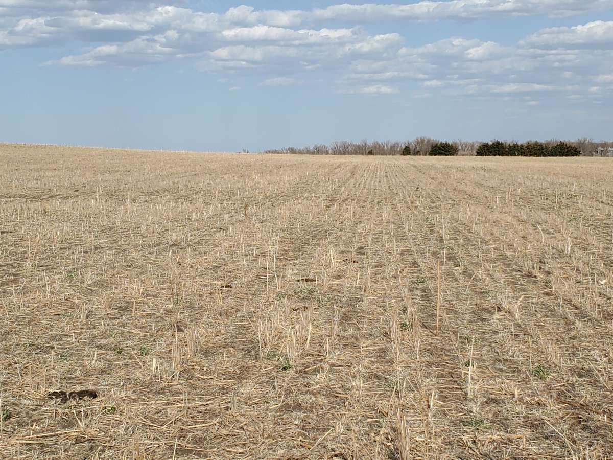 SDSHCoalition's tweet photo. SDSHC Board Member @VanMansheim planted this diverse cover crop mix on July 20th last year after wheat harvest. He grazed 200 head of cattle on it for 30 days in January. The mix was composed of 70% grasses, and after grazing, a good layer of residue was left to protect his soil! https://t.co/4jyIKAADrJ