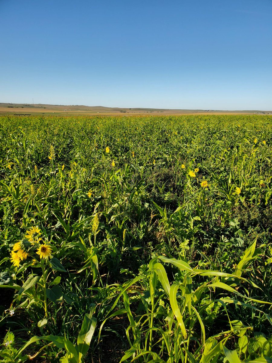 SDSHCoalition's tweet photo. SDSHC Board Member @VanMansheim planted this diverse cover crop mix on July 20th last year after wheat harvest. He grazed 200 head of cattle on it for 30 days in January. The mix was composed of 70% grasses, and after grazing, a good layer of residue was left to protect his soil! https://t.co/4jyIKAADrJ