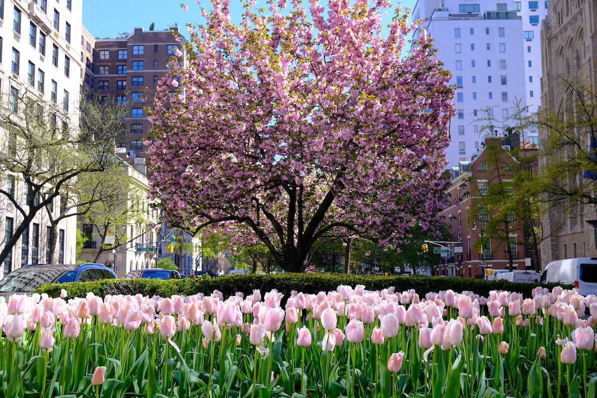 NYCParks's tweet image. Good morning from Park Avenue Malls! 🌸🌷