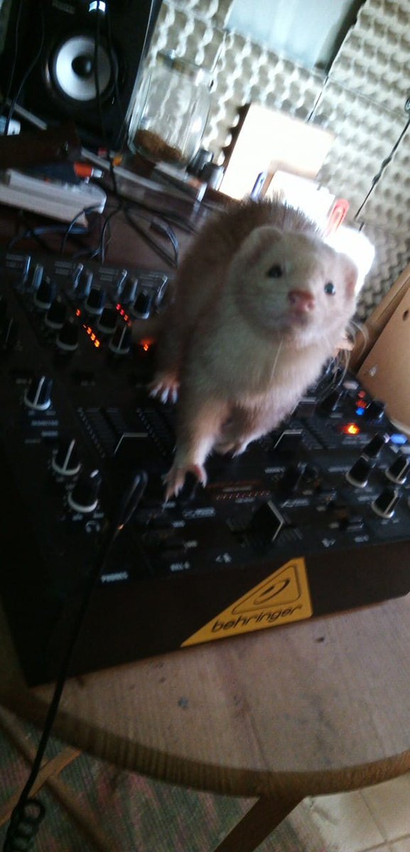 Paradiseofdrea3's tweet photo. loving music and animals... https://t.co/ZQK9IRbjdB